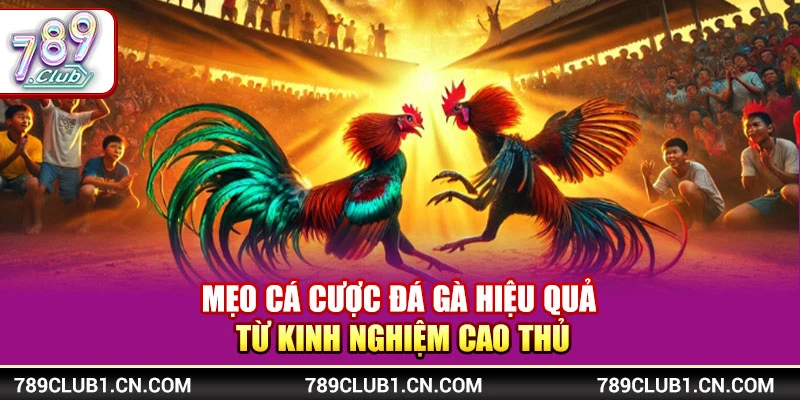 Mẹo Cá Cược Đá Gà Hiệu Quả Từ Kinh Nghiệm Cao Thủ 789Club 1 Mẹo Cá Cược Đá Gà Hiệu Quả Từ Kinh Nghiệm Cao Thủ