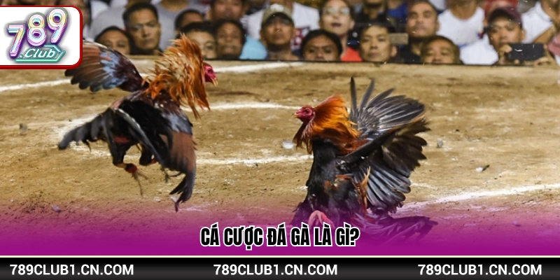 Mẹo Cá Cược Đá Gà Hiệu Quả Từ Kinh Nghiệm Cao Thủ 789Club 2 Giải thích hình thức cược đá gà